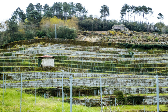 COTO DE GOMARIZ