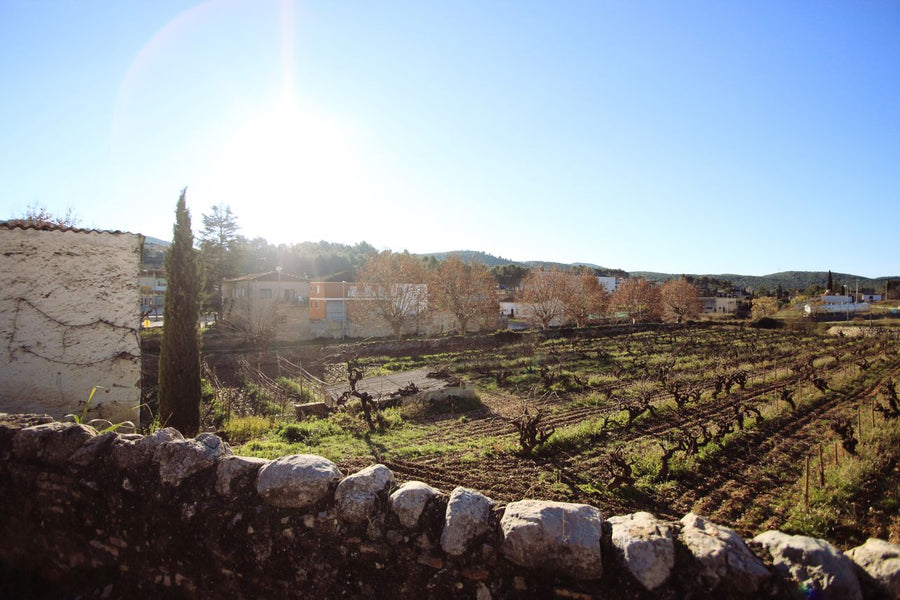 Valldolina 'Ona', Penedès Rosat