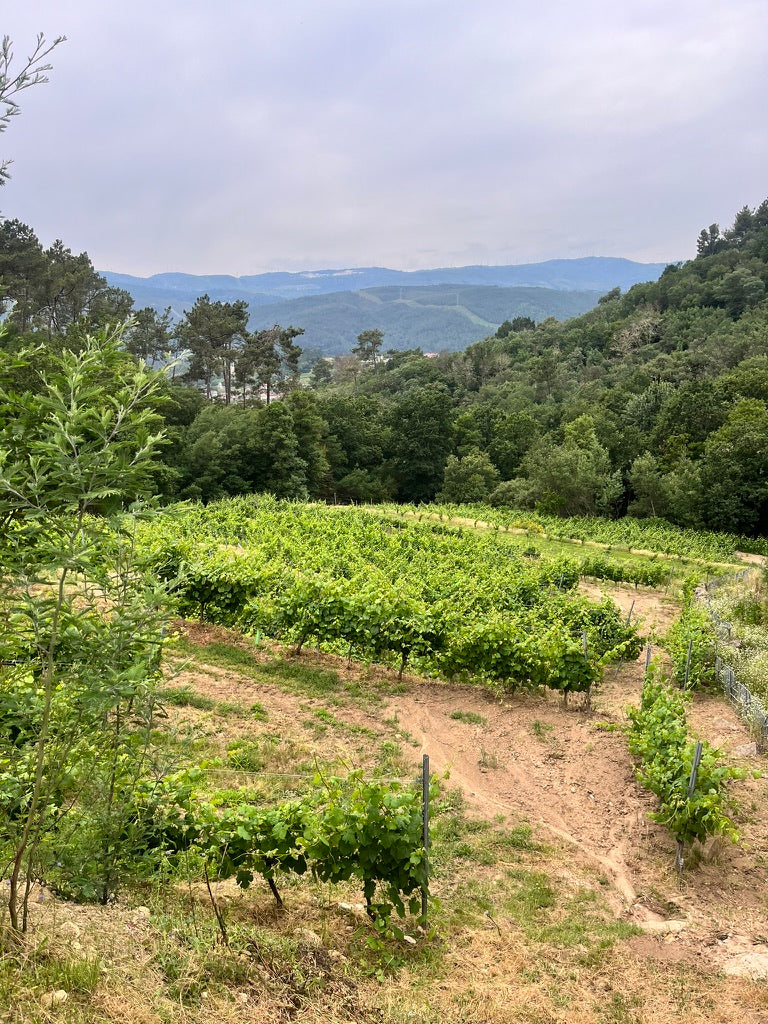 Xulia Bande, 'Son de Arrieiro' Tinto