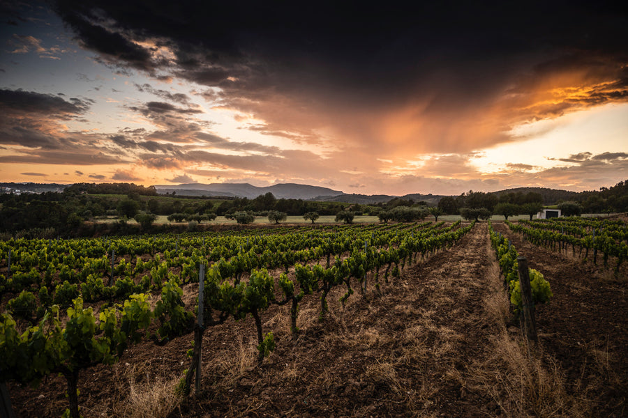 Celler Casajou 'Els Talls'