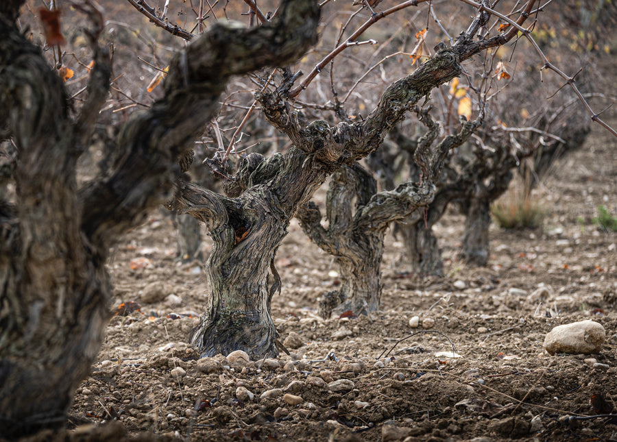 Celler Casajou 'Els Talls'