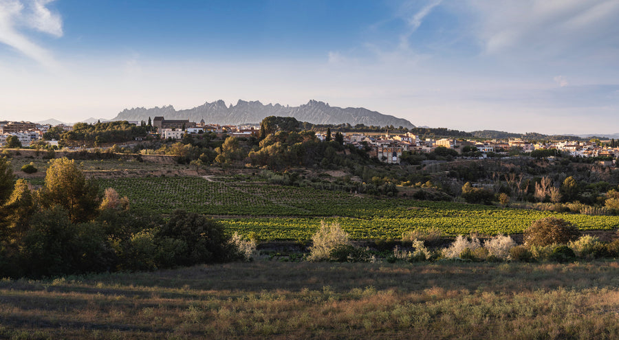 Celler Casajou 'Els Talls'