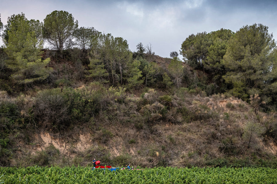 Celler Casajou 'Els Talls'