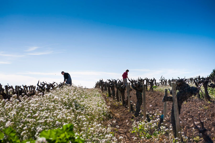 Raventós i Blanc, 'Textures de Pedra'