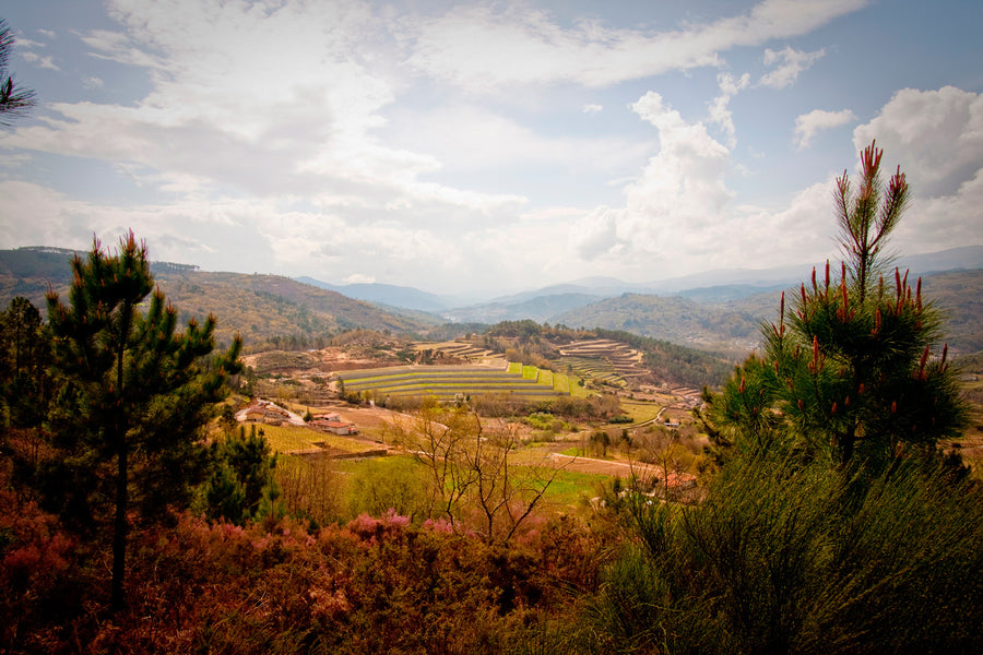 Coto de Gomariz, Colleita Seleccionada, 'Finca O Figueiral'