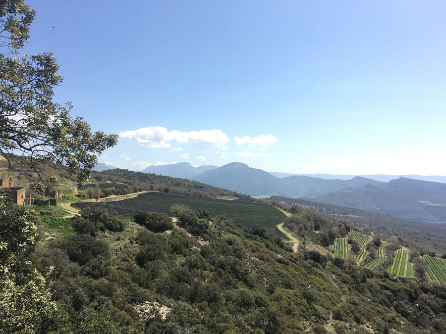 Castell d'Encus, 'Taïka' Sparkling Sauvignon Blanc & Semillon