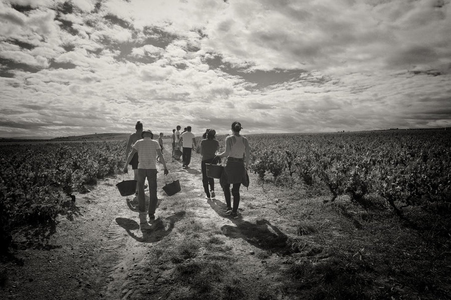 Clos de Mez, 'La Dot'