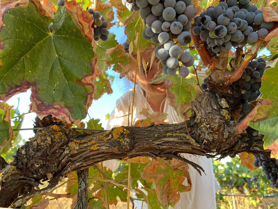 Uva de Vida, 'Esencia Oxidativa'