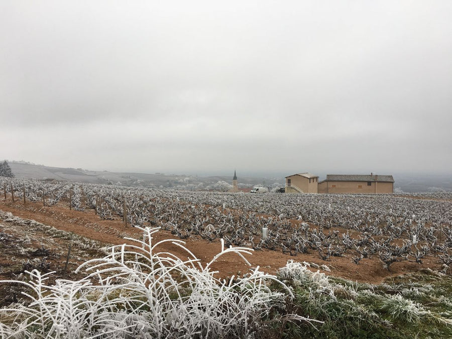 Clos de Mez, 'La Dot'