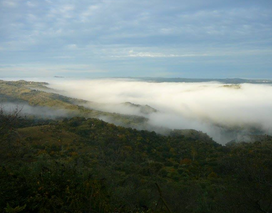 Almaroja, 'Pirita'