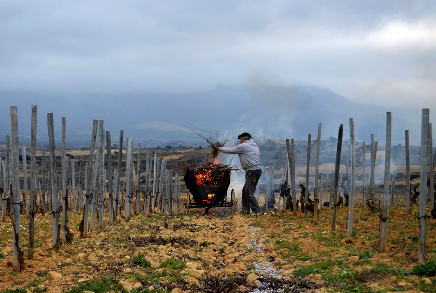 Artuke, 'Trascuevas' White Rioja