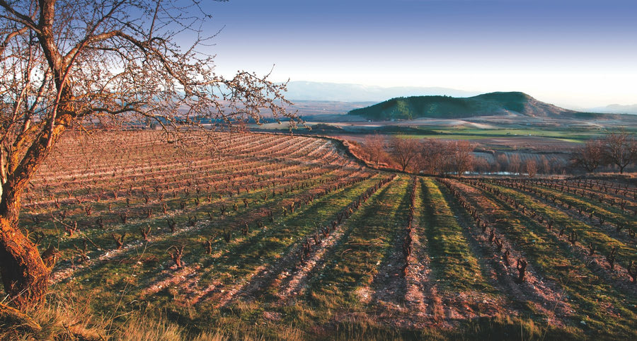 Artuke, 'Trascuevas' White Rioja