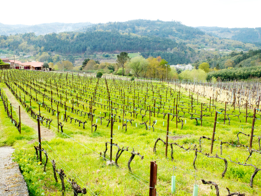 Coto de Gomariz, Colleita Seleccionada, 'Finca O Figueiral'