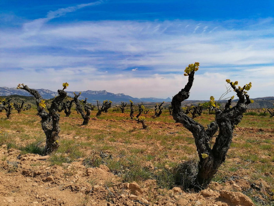 Artuke, 'Finca de los Locos'